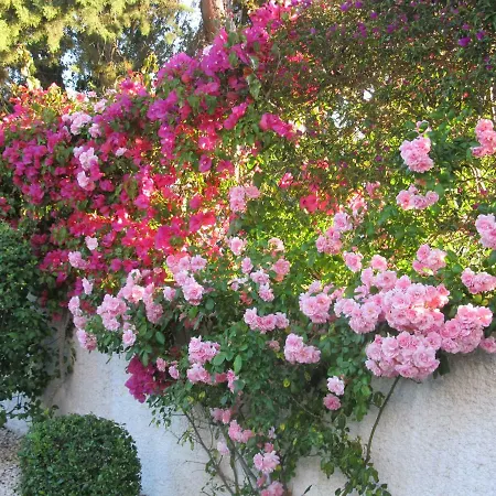 Garden Luz House